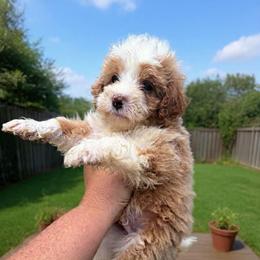 Andy - Red male Bernedoodle puppy in Lafayette, Alabama from Williams Lake Kennels