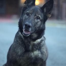Enny - German Shepherd