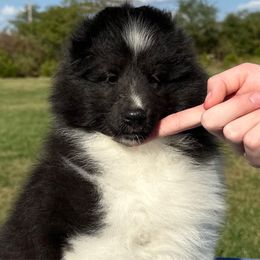 Neville - Black and white male Shetland Sheepdog puppy in Indianola, Iowa from Kell Shelties