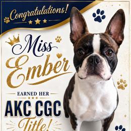 Ember - Boston Terrier