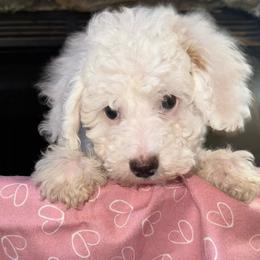 Happy - White female Poodle puppy in Akeley, Minnesota from Blessed Acres Miniature Poodles