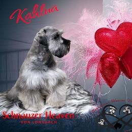 Kahlua - Miniature Schnauzer