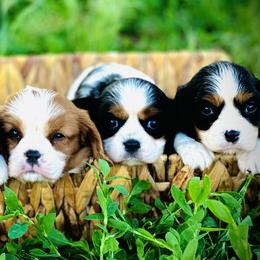 Cavalier King Charles Spaniel and Cavapoo Puppies from God Speed Paws