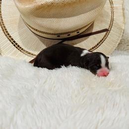 'Kristi' - Red tri-color female Australian Shepherd puppy in Durand, Wisconsin from Larson’s Legacy Aussome Aussie Kennels