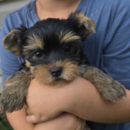 Angel - Black and tan female Yorkshire Terrier puppy in New York Mills, Minnesota from Cheryl Kandoll