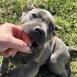 Light blue - Gray female Cane Corso puppy in Morgan Hill, California from Corso Empire