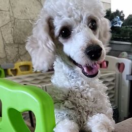 Chofis - Poodle