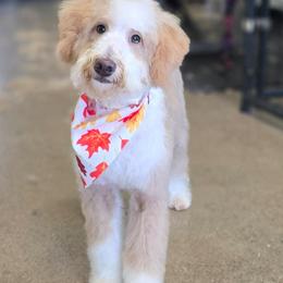 Latte - female Australian Mountain Doodle puppy in Grand Rapids, Michigan from The Kindred K9
