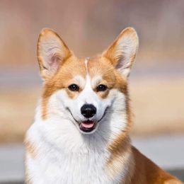 Syl - Pembroke Welsh Corgi