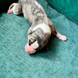 Lady - Fawn brindle female Whippet puppy in Clinton, Tennessee from Ivanhoe Borzoi