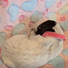 German Shorthaired Pointer Puppies from Hanaway GSPs