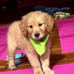 Goldendoodle, Golden Retriever, and Poodle Puppies from Oregon's Oodles of poodles & doodles