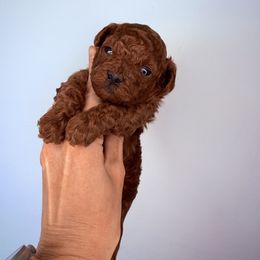 Boy - Red  male Poodle puppy in Marietta, Georgia from Toy Poodles by Iryna