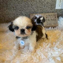 Akc female - Tricolor female Shih Tzu puppy in Long Beach, California from Prieto Shih-Tzu's
