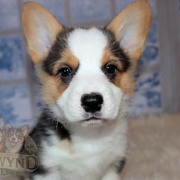 Pembroke Welsh Corgi Puppies from Northwynd Corgis