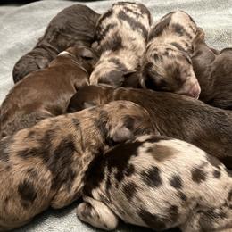 Bernedoodle puppies from Tera Caldwell