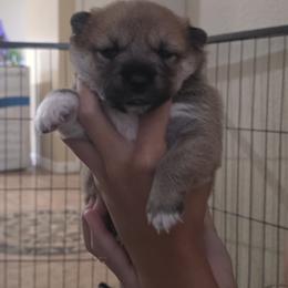 Shiba Inu Puppies from Priscilla Soares
