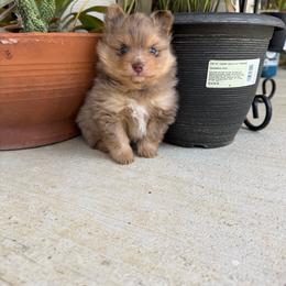 Lake - Chocolate merle male Pomeranian puppy in Texas from D&C Pomeranians