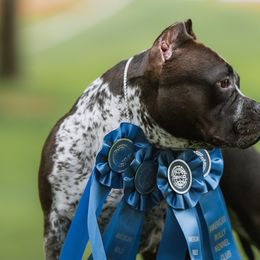 American Bullies from LouDogs Kennel