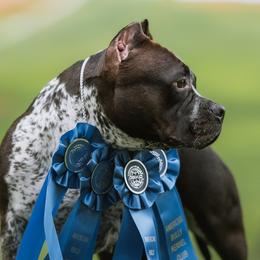 American Bullies from LouDogs Kennel