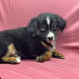 Newt - Black tri male Toy Australian Shepherd puppy in Milton Freewater, Oregon from Sparkling Cross Toy & Mini Aussies