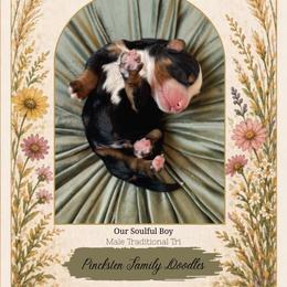 Linden - Tri-color male Bernedoodle puppy in Jackson, Missouri from Pincksten Family Doodles