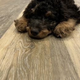 Assorted Doodle Crosses, Aussiedoodle, Bernedoodle, and Poodle Puppies from Pear Tree Prairie Doodles