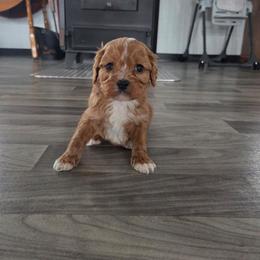 Romeo - Red male Cavapoo puppy in Hudson, Michigan from Peaceful Pines LLC