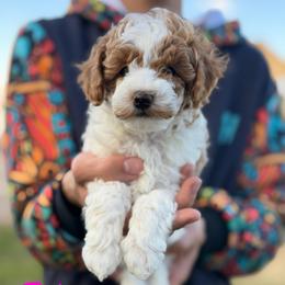 Echo - Parti female Poodle puppy in Cedar City, Utah from Baird Poodles and Doodles