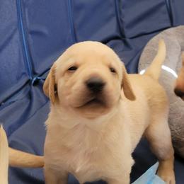 Labrador Retriever Puppies from MnK Family Labs
