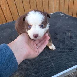 Cami - Red tri female Miniature Australian Shepherd puppy in Leonard, Texas from Tin Roof Aussies