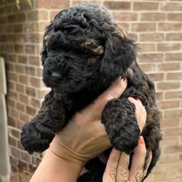 Dean - Sable male Poodle puppy in Bedford, Texas from S.H.A.R.P.’s Toy Poodles