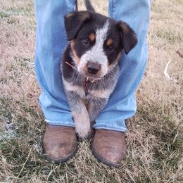 Australian Cattle Dog Puppies from Stockman Australian Cattle Dogs