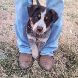 Australian Cattle Dog Puppies from Stockman Australian Cattle Dogs