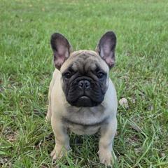 Boy 2 - male French Bulldog puppy in Astatula, Florida from Reds Frenchies