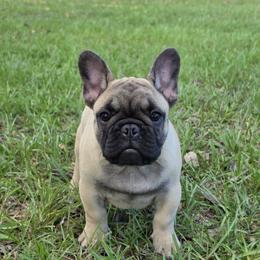 Boy 2 - male French Bulldog puppy in Astatula, Florida from Reds Frenchies