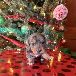 Marble - Dapple male Dachshund puppy in Broomfield, Colorado from Jessi’s Longdog Lounge