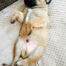 Belgian Malinois, Border Collie, and German Shepherd Puppies from Fairlane Kennels