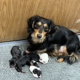 Dachshund Puppies from Simms Ashuelot Kennel
