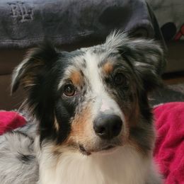 Quinn - Australian Shepherd