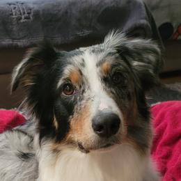 Quinn - Australian Shepherd