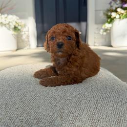 Dorothy - Apricot female Assorted Doodle Crosses puppy in Marysville, California from Dailey Doodles and Dachshunds