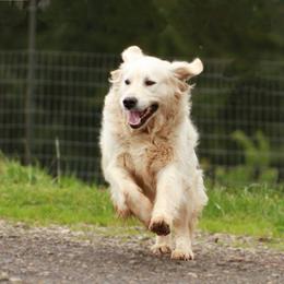 Golden Retriever puppies from 11 Oaks Kennels