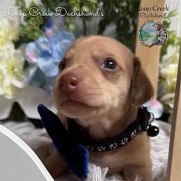 Necoise (Cream) - Cream male Dachshund puppy in Fayetteville, West Virginia from Loop Creek Dachshunds