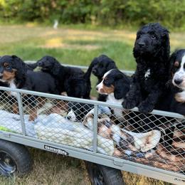 Bernedoodle Puppies from East Coast Bernedoodles