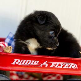 Valor - Black tri male Miniature Australian Shepherd puppy in Granbury, Texas from Texas Miniature Aussies