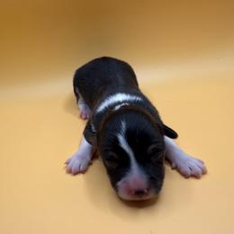 Amazon - Black and white male American Corgi puppy in Scottown, Ohio from Wyndy Ridge Corgis