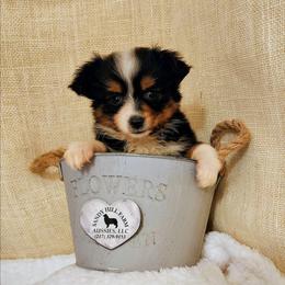 Tater Chip - Black tri male Toy Australian Shepherd puppy in Logansport, Indiana from Sandy Hill Farm Aussies, LLC