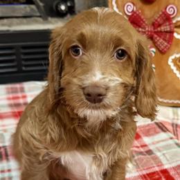 Vixen - Caramel female Australian Labradoodle puppy in Harrisonville, Missouri from Blessed Day Doodles