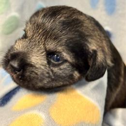 Salt and Pepper Boy - Salt and pepper male Miniature Schnauzer puppy in Boaz, Alabama from Sweet Home Schnauzers